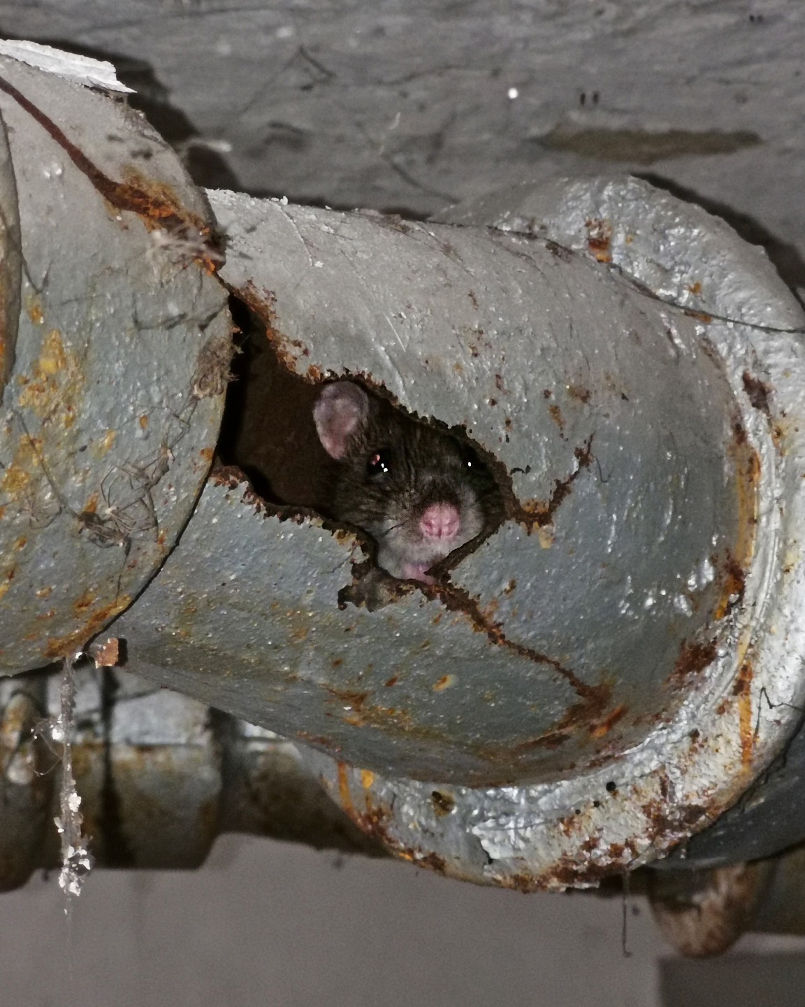 Rats Drains (1)
